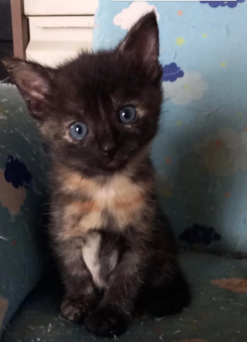 Kitten available 10 weeks old - Image 3