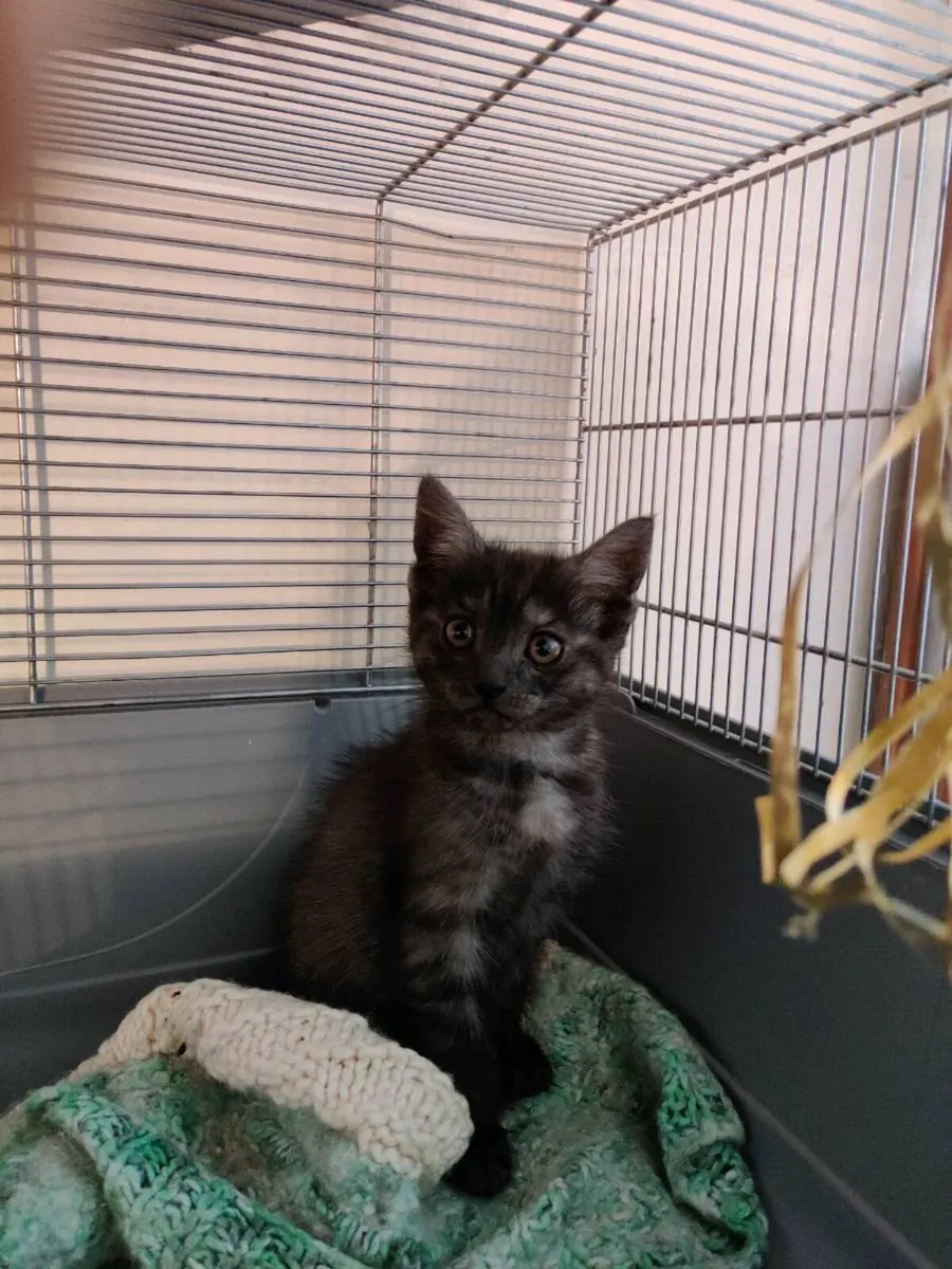 Kitten available 10 weeks old - Image 1