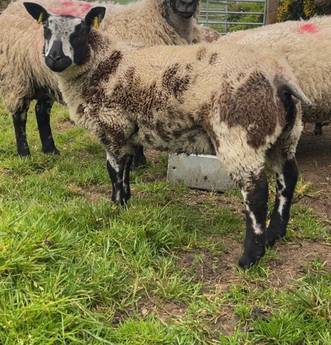 Sheep - Image 3