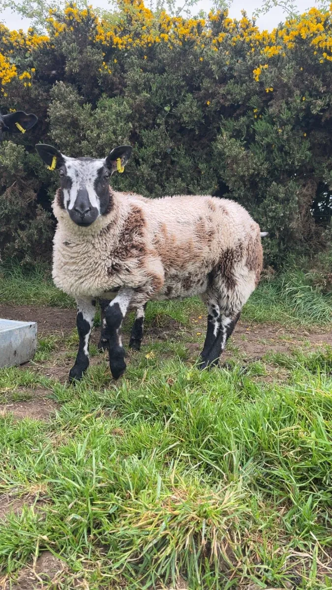 Sheep - Image 1