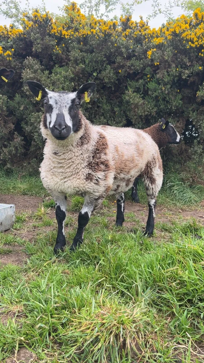 Sheep - Image 2