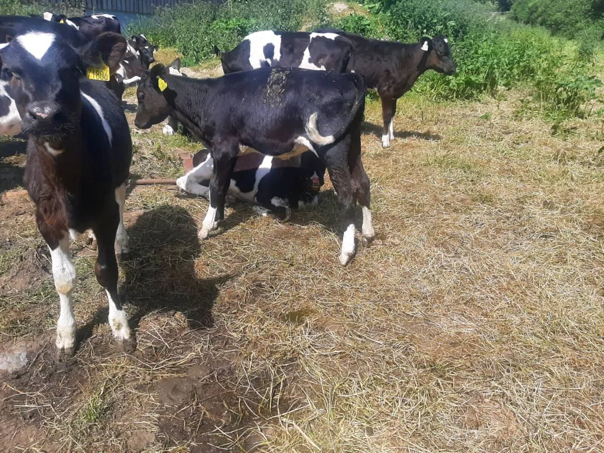 Heifer calves - Image 1