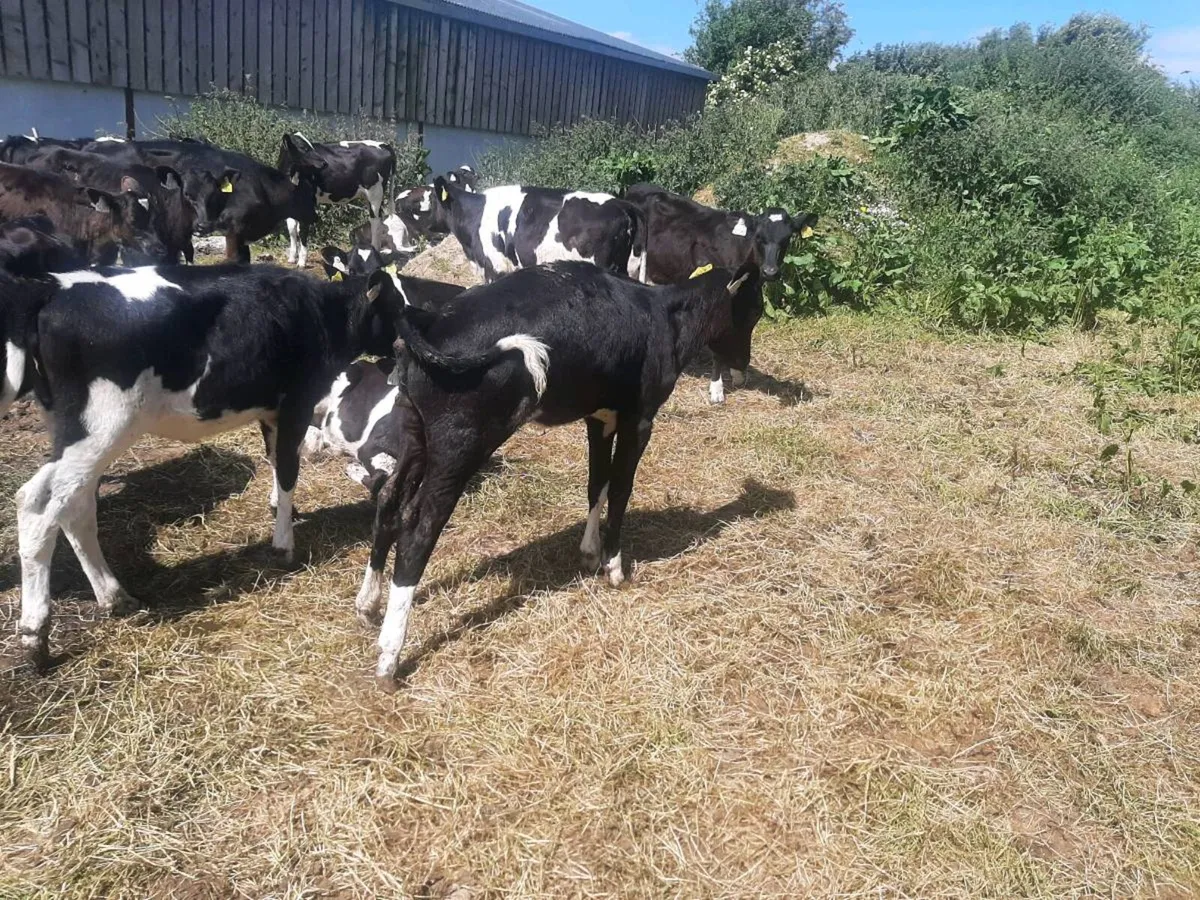 Heifer calves - Image 2