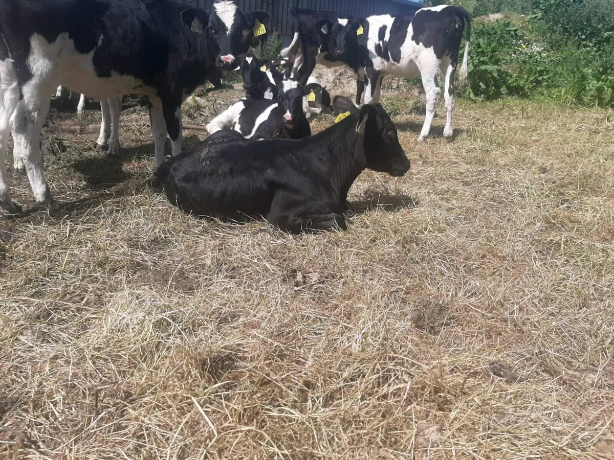 Heifer calves - Image 3