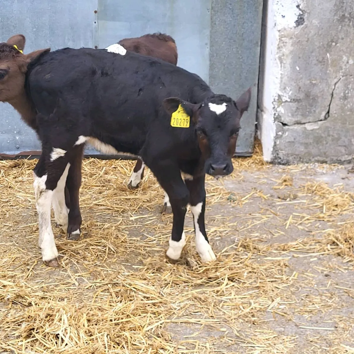 2 friesian  cross heifer  calves - Image 3