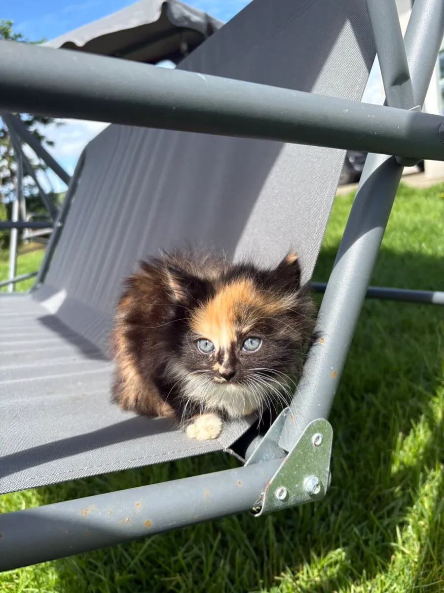 Beautiful kittens for sale - Image 1