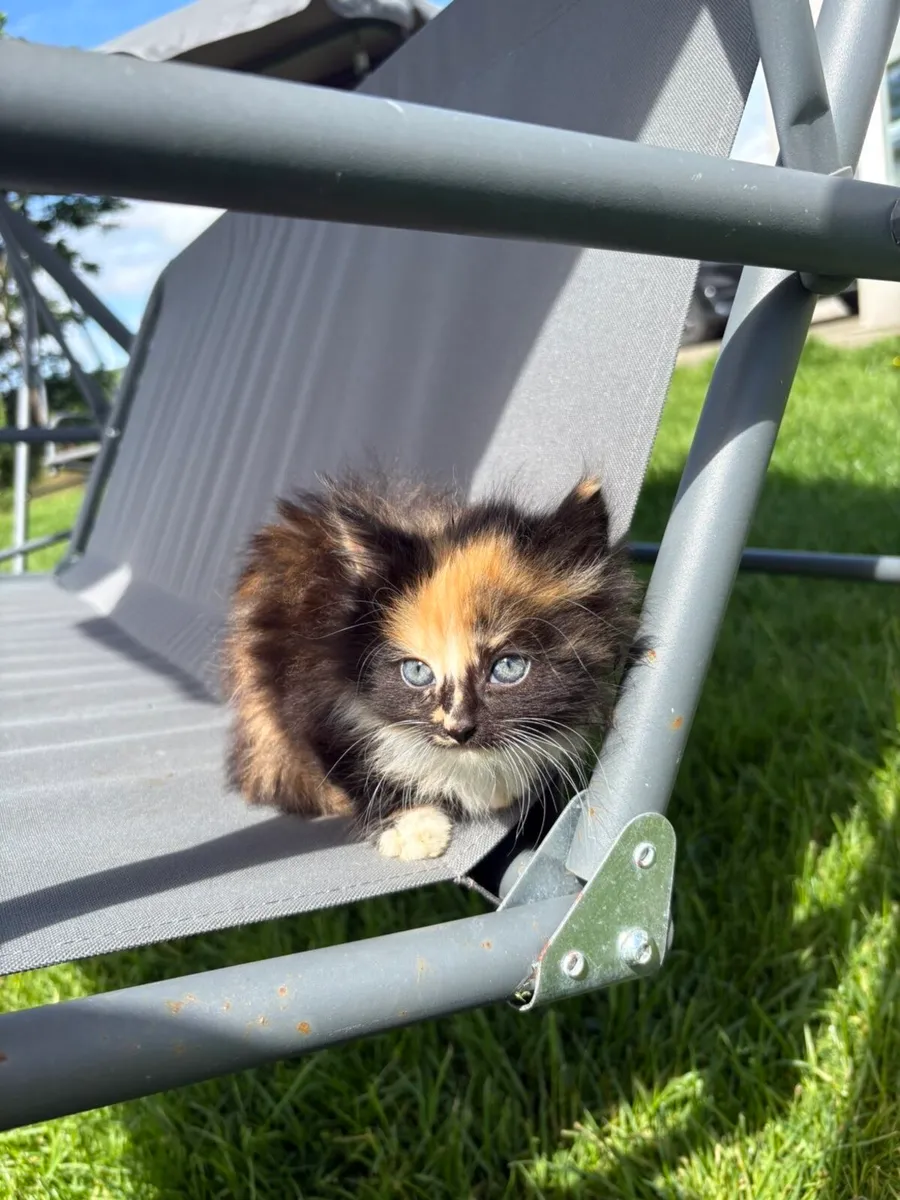 Beautiful kittens for sale - Image 2