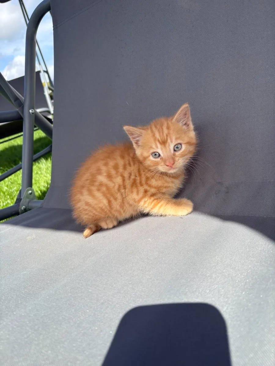 Beautiful kittens for sale - Image 3