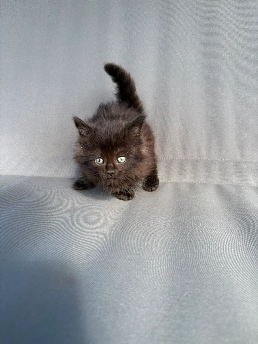 Beautiful kittens for sale - Image 4