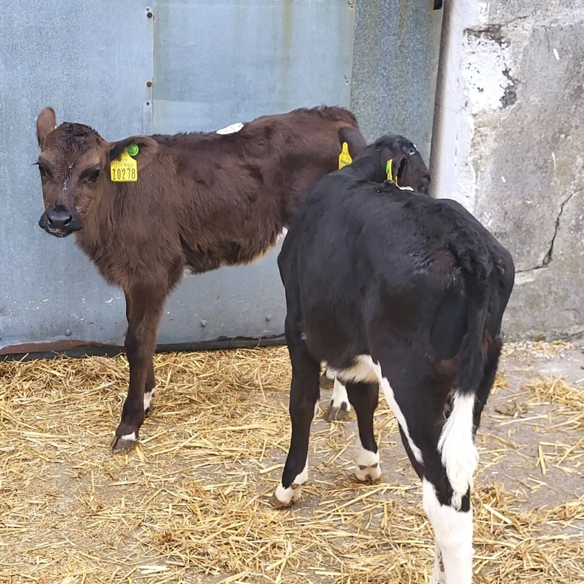 2 friesian  cross heifer  calves - Image 1