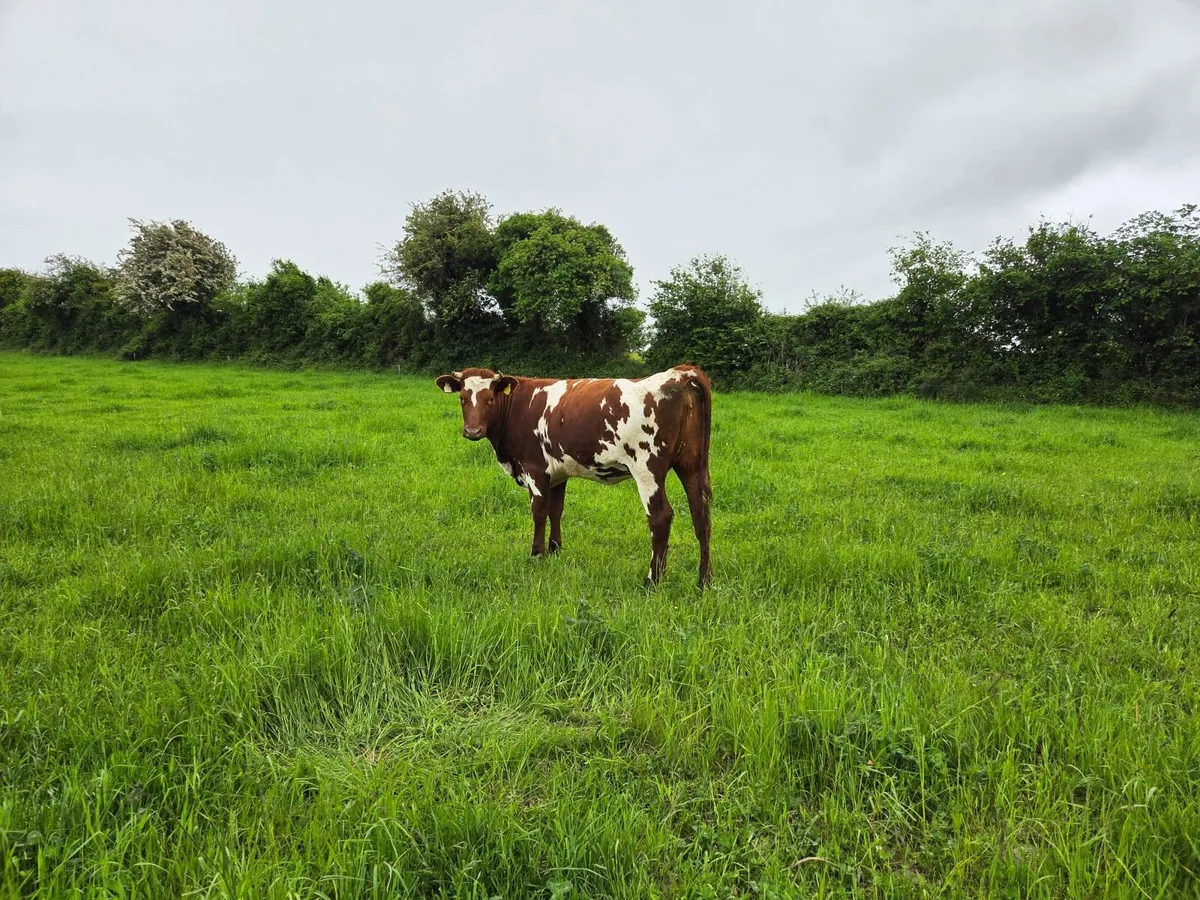 Organic heifers - Image 2