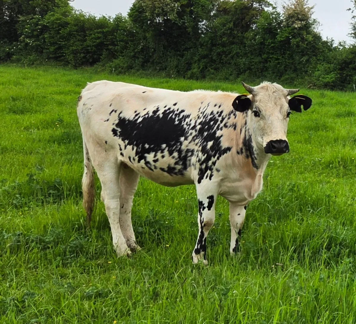 Organic heifers - Image 3