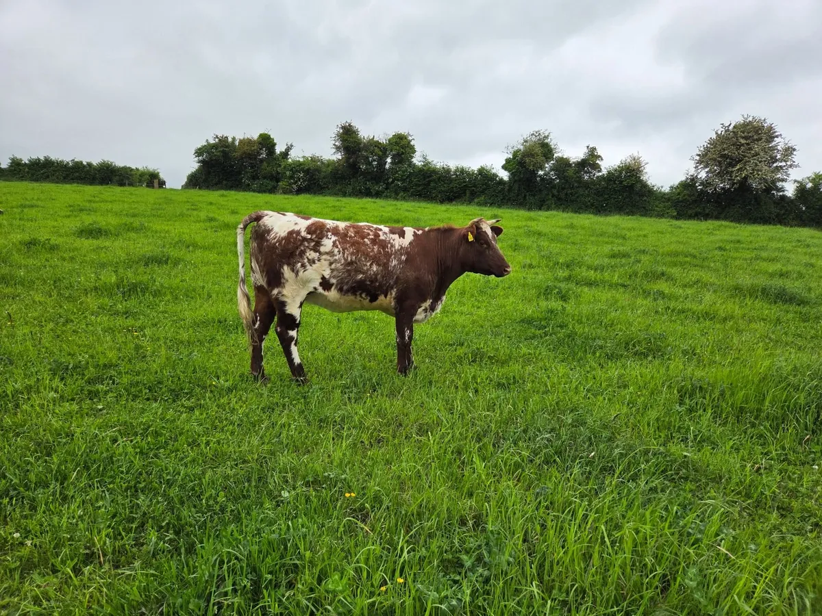 Organic heifers - Image 1