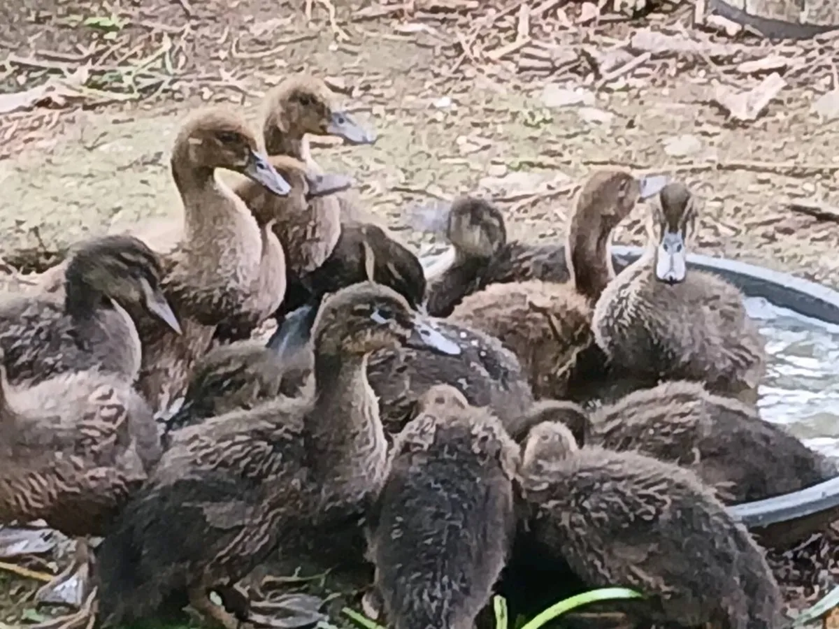 Ducks..2 months old ...bantams - Image 1