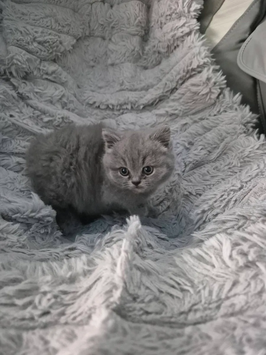 British Shorthair kittens - Image 3
