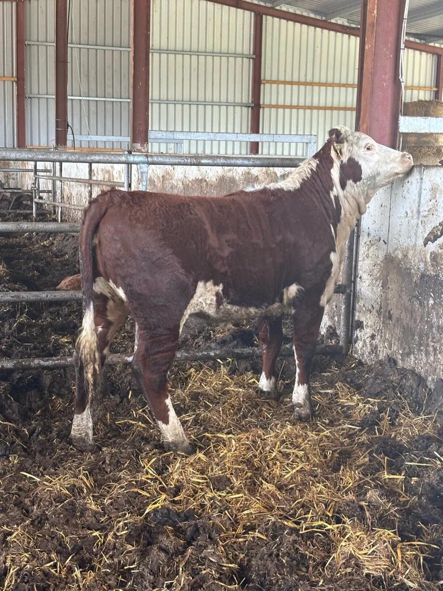 ❌SMASHING PBR HEREFORD ❌ - Image 1