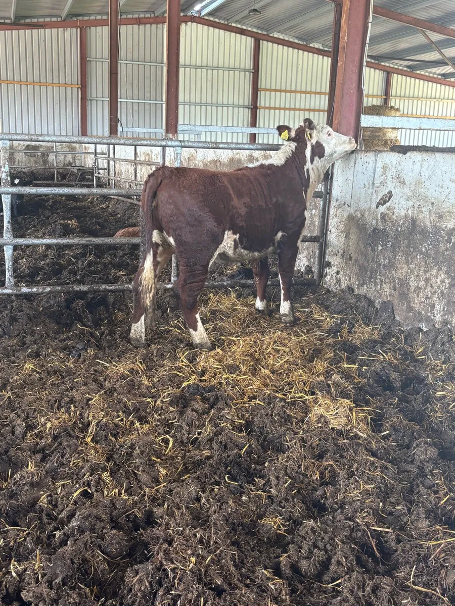 ❌SMASHING PBR HEREFORD ❌ - Image 2