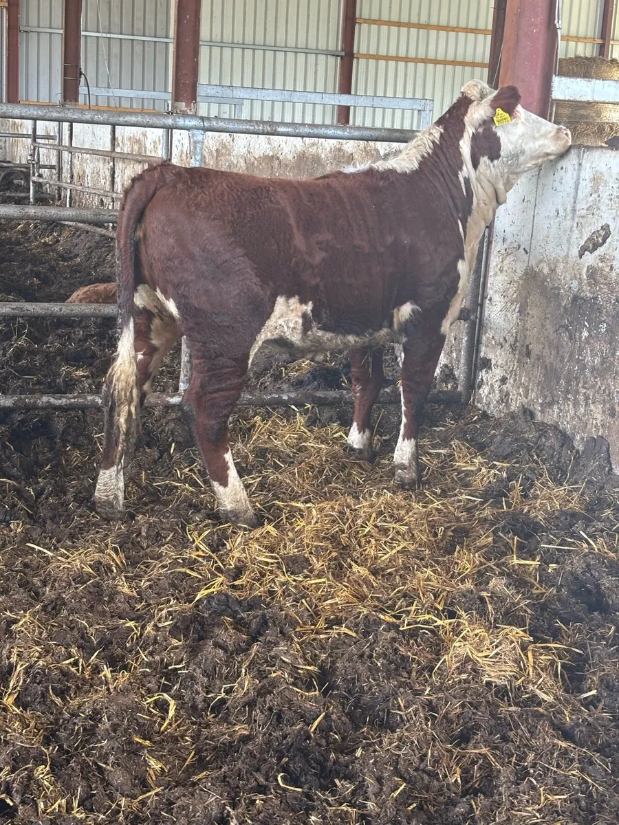 ❌SMASHING PBR HEREFORD ❌ - Image 3