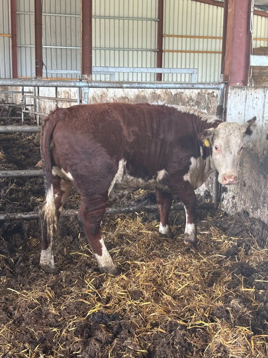❌SMASHING PBR HEREFORD ❌ - Image 4