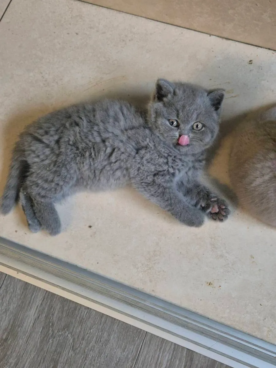 British Shorthair kittens - Image 2