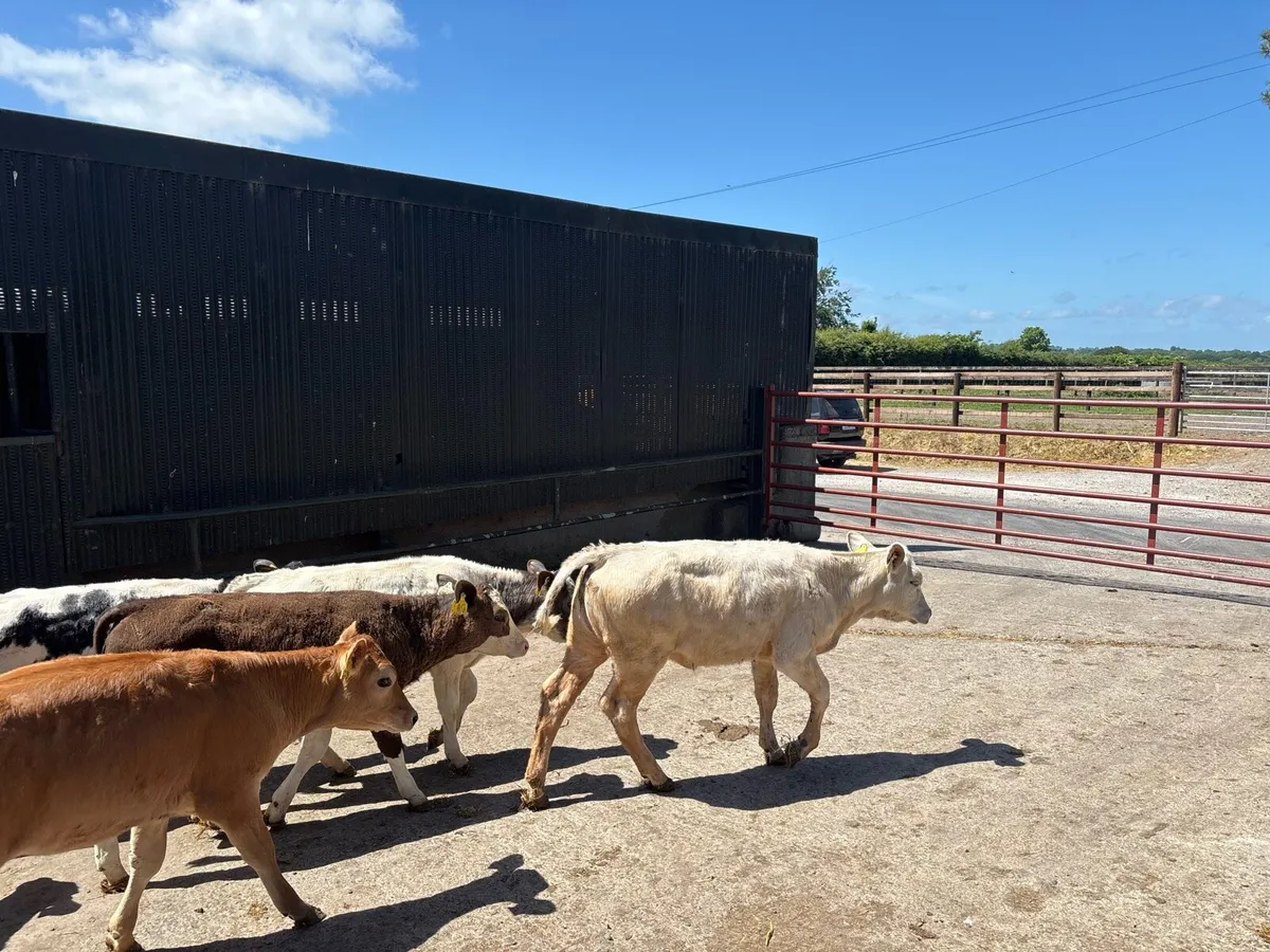 14 super continental runner heifers - Image 3