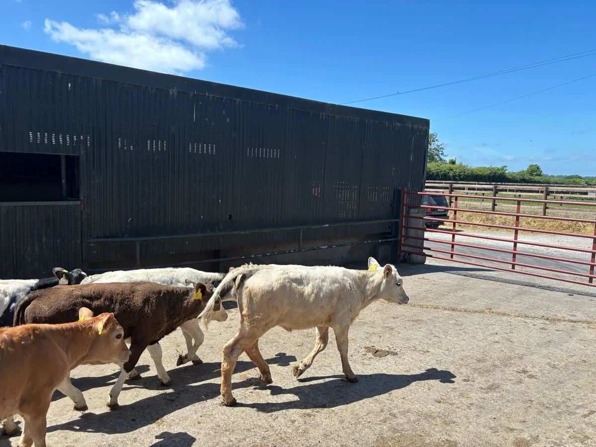 14 super continental runner heifers - Image 4