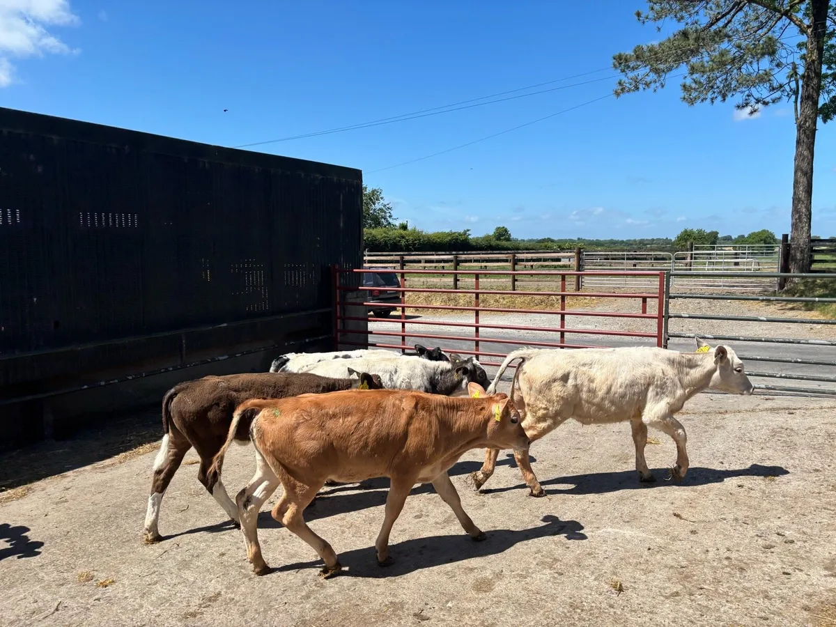 14 super continental runner heifers - Image 2