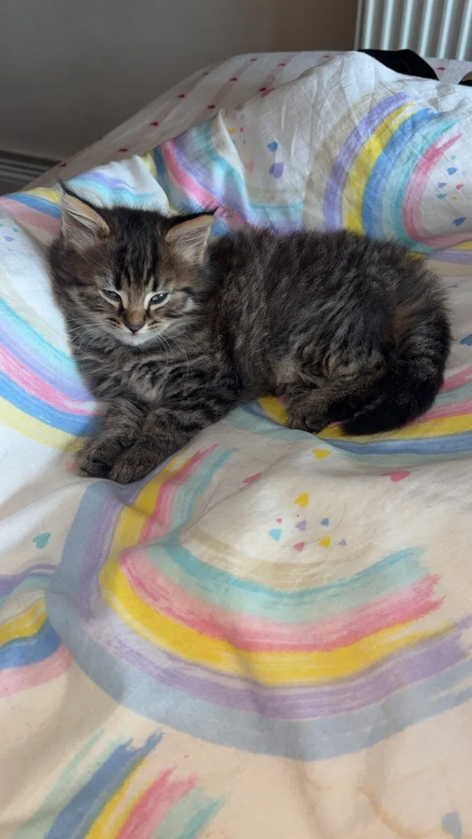 Kitten
