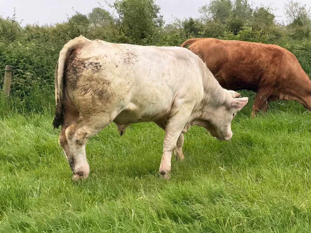 Bull - Image 1
