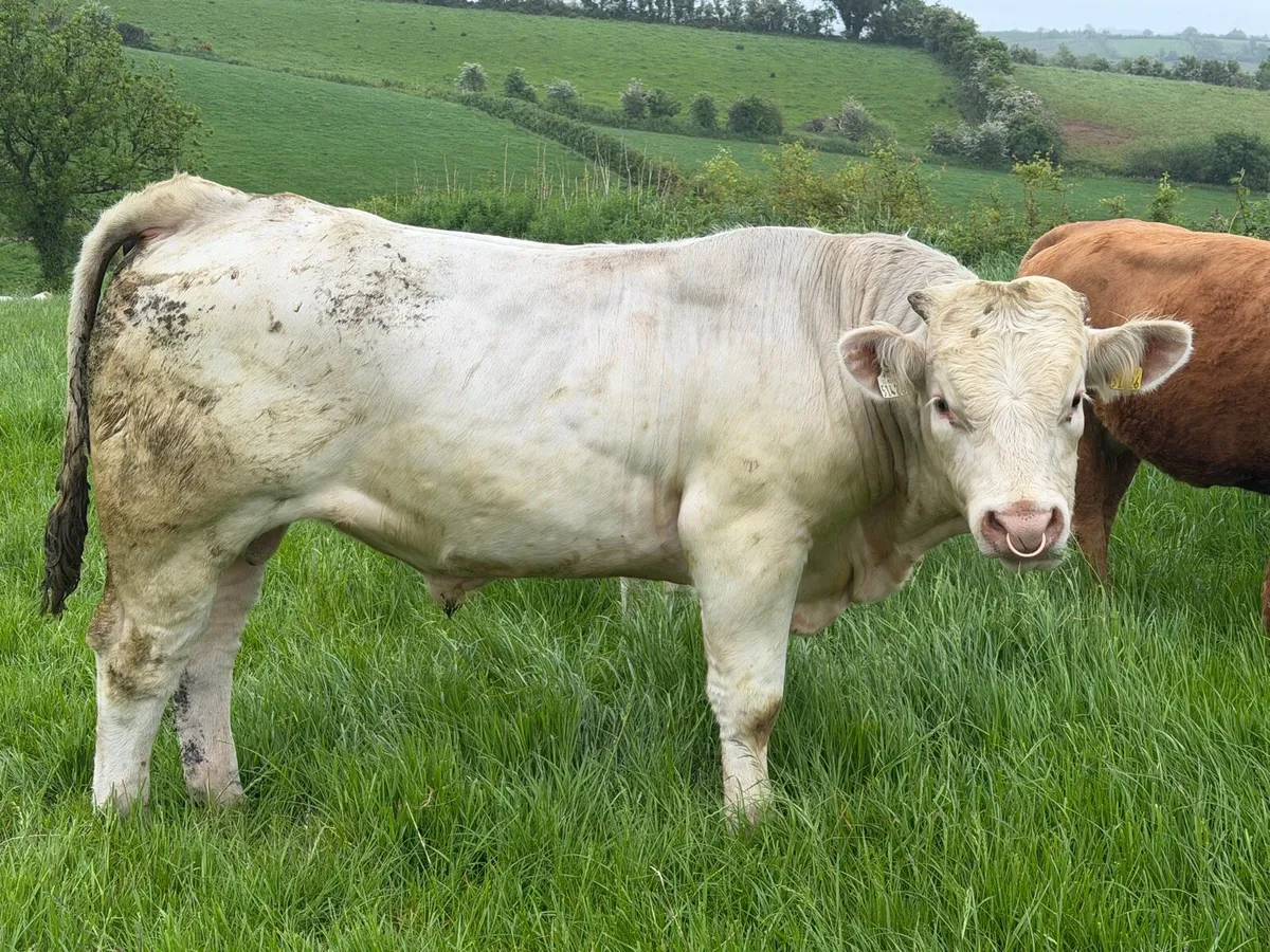 Bull - Image 2