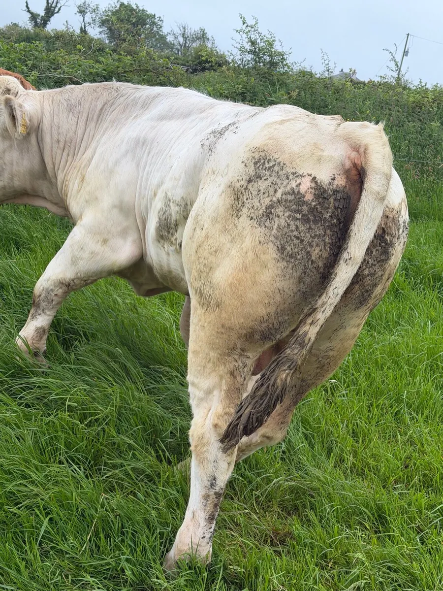Bull - Image 3
