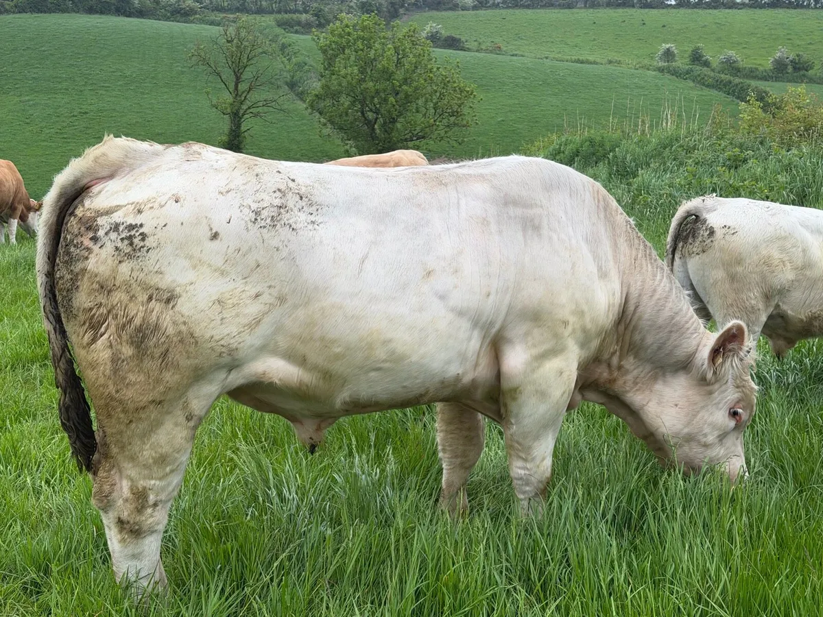 Bull - Image 4