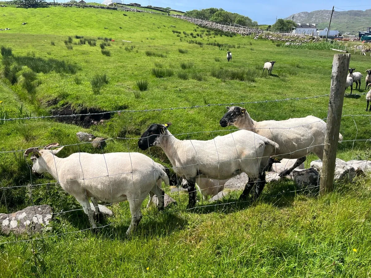 Hogget Ewes - Image 2