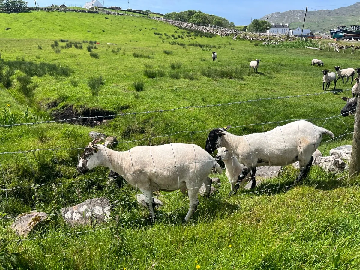 Hogget Ewes - Image 3