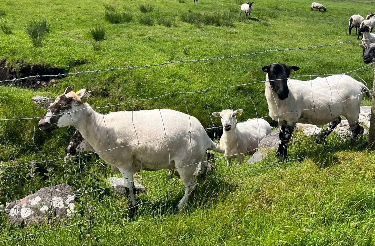 Hogget Ewes - Image 4
