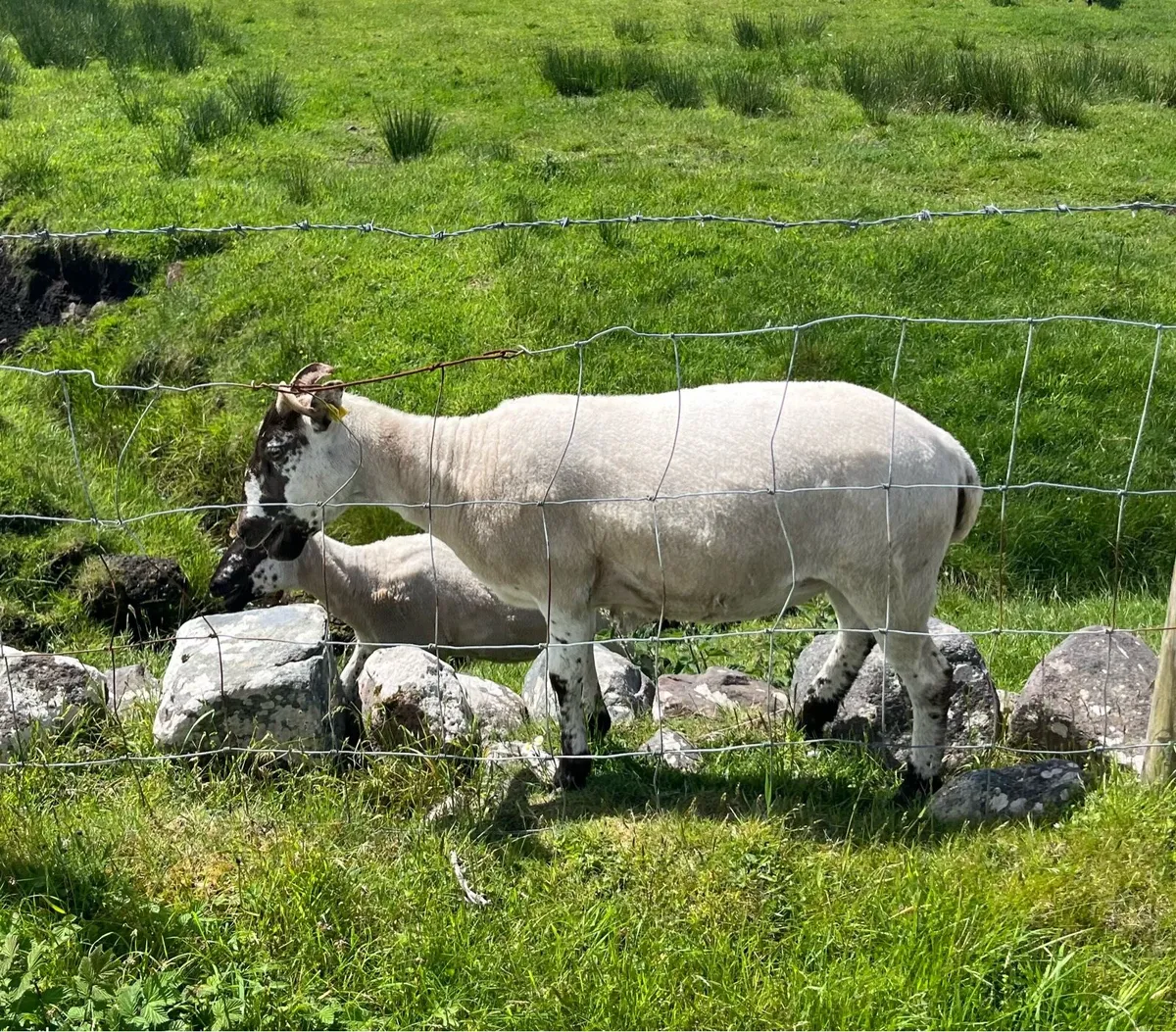 Hogget Ewes - Image 3