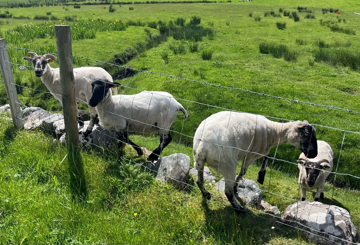 Hogget Ewes - Image 4