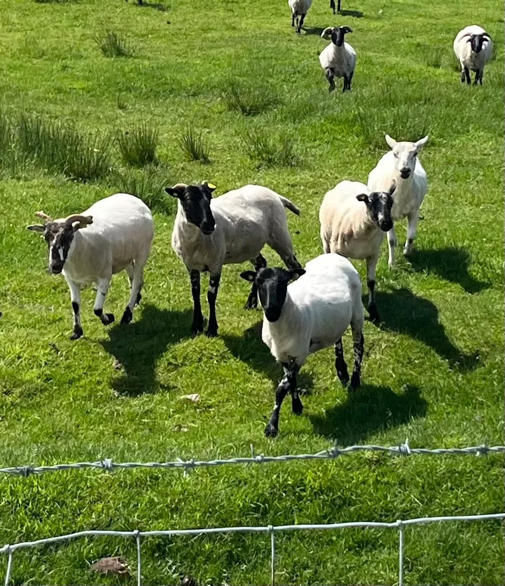 Hogget Ewes - Image 1