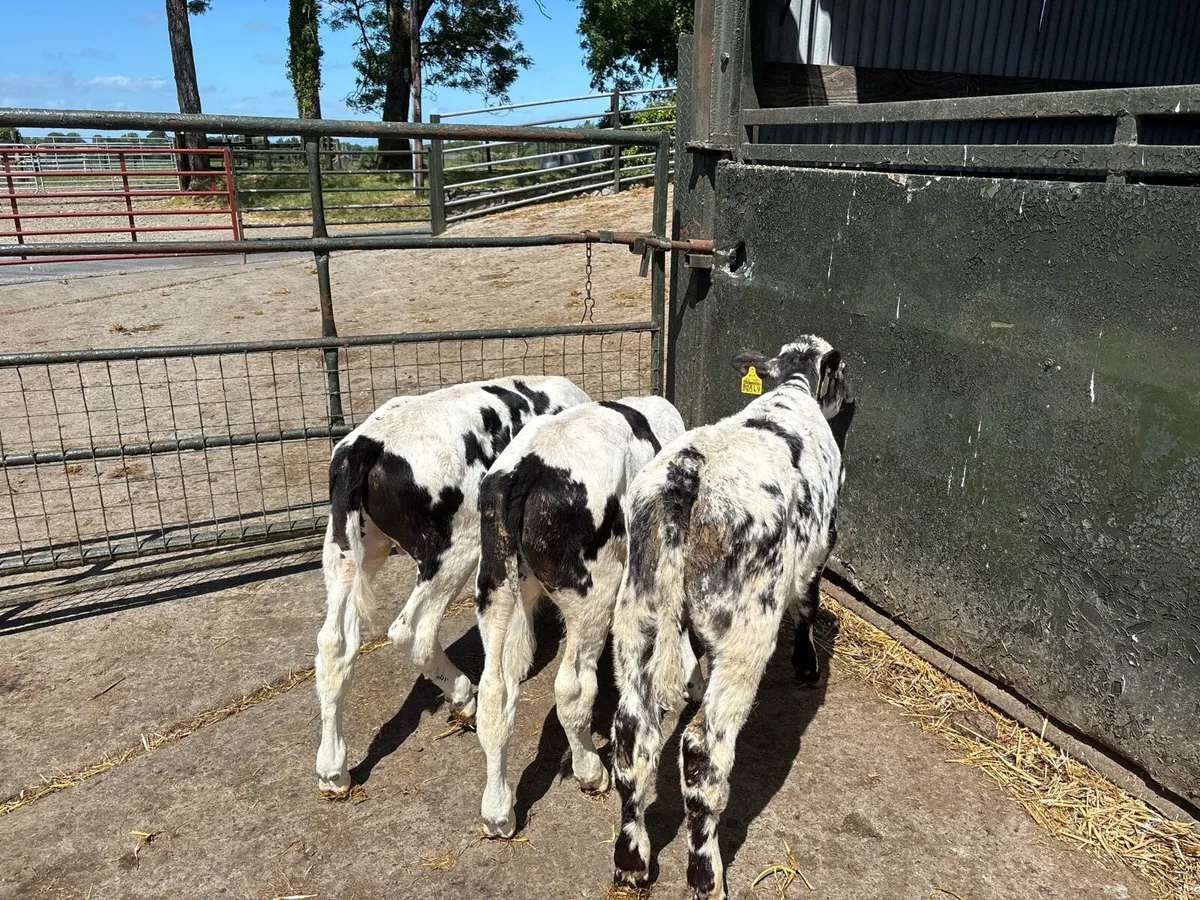 3 super reared Belgian blue bulls - Image 1