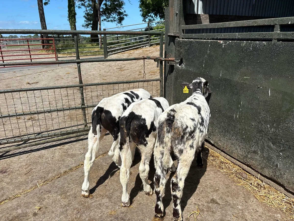 3 super reared Belgian blue bulls - Image 2