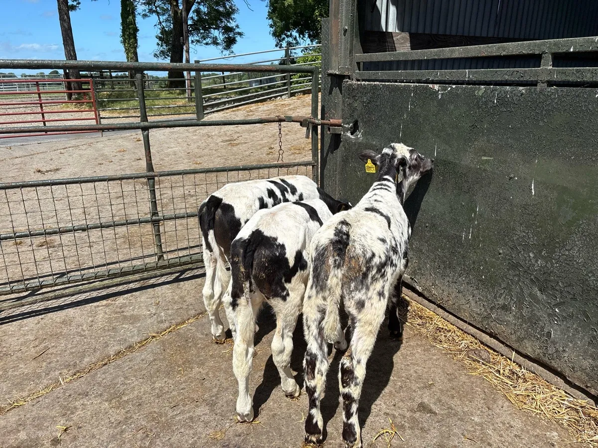 3 super reared Belgian blue bulls - Image 3