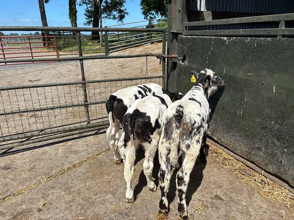 3 super reared Belgian blue bulls - Image 4
