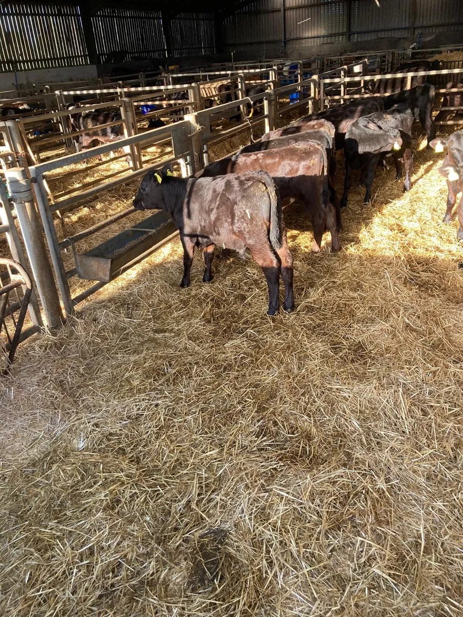 Angus bull’s. - Image 1