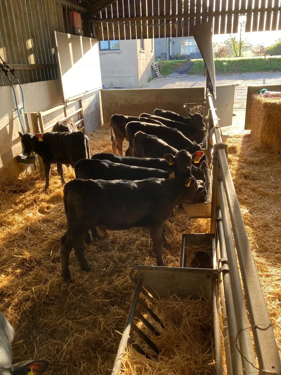 Angus bull’s. - Image 3