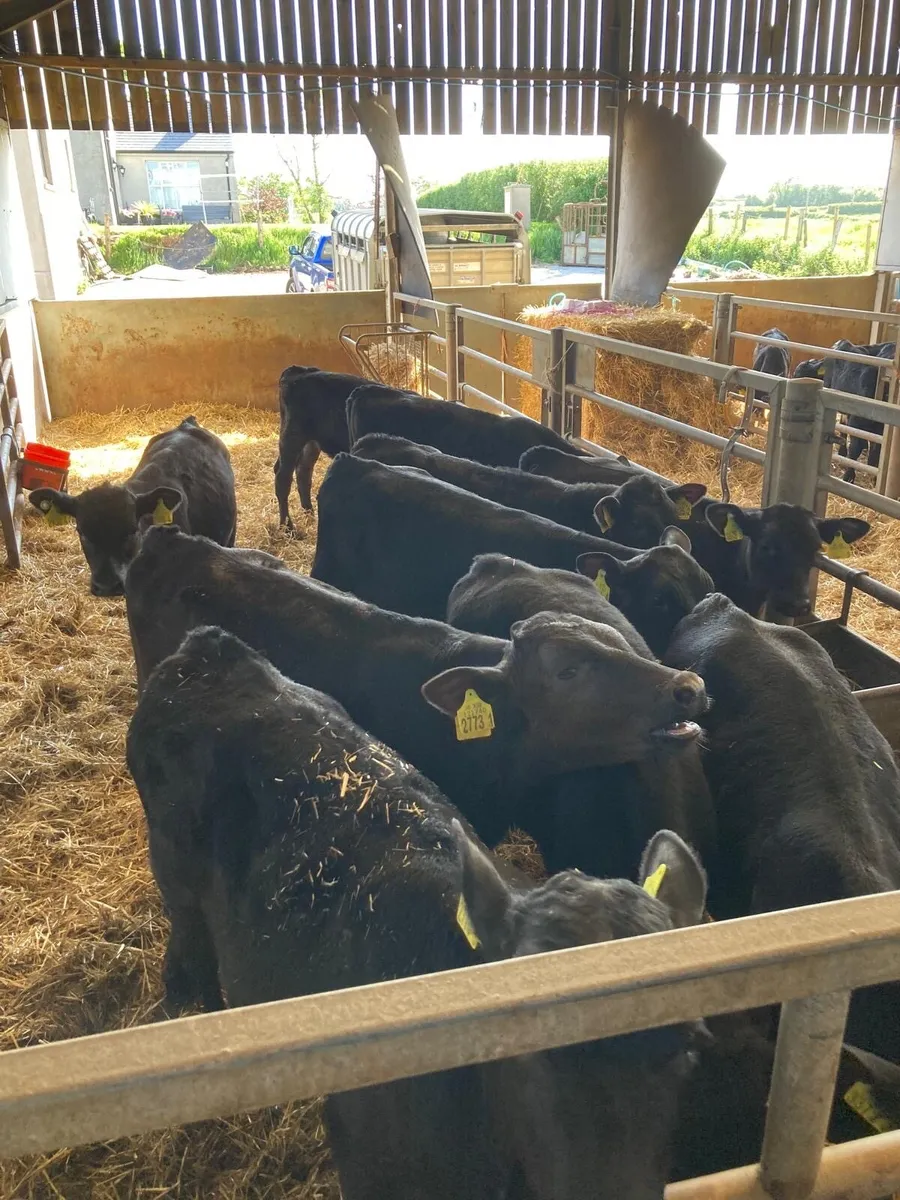 Angus bull’s. - Image 4