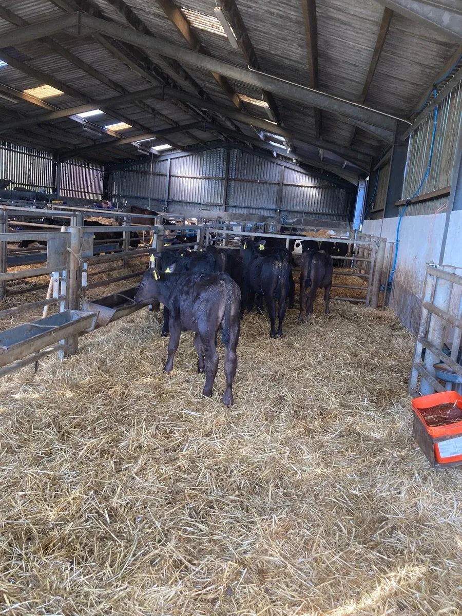 Angus bull’s. - Image 2