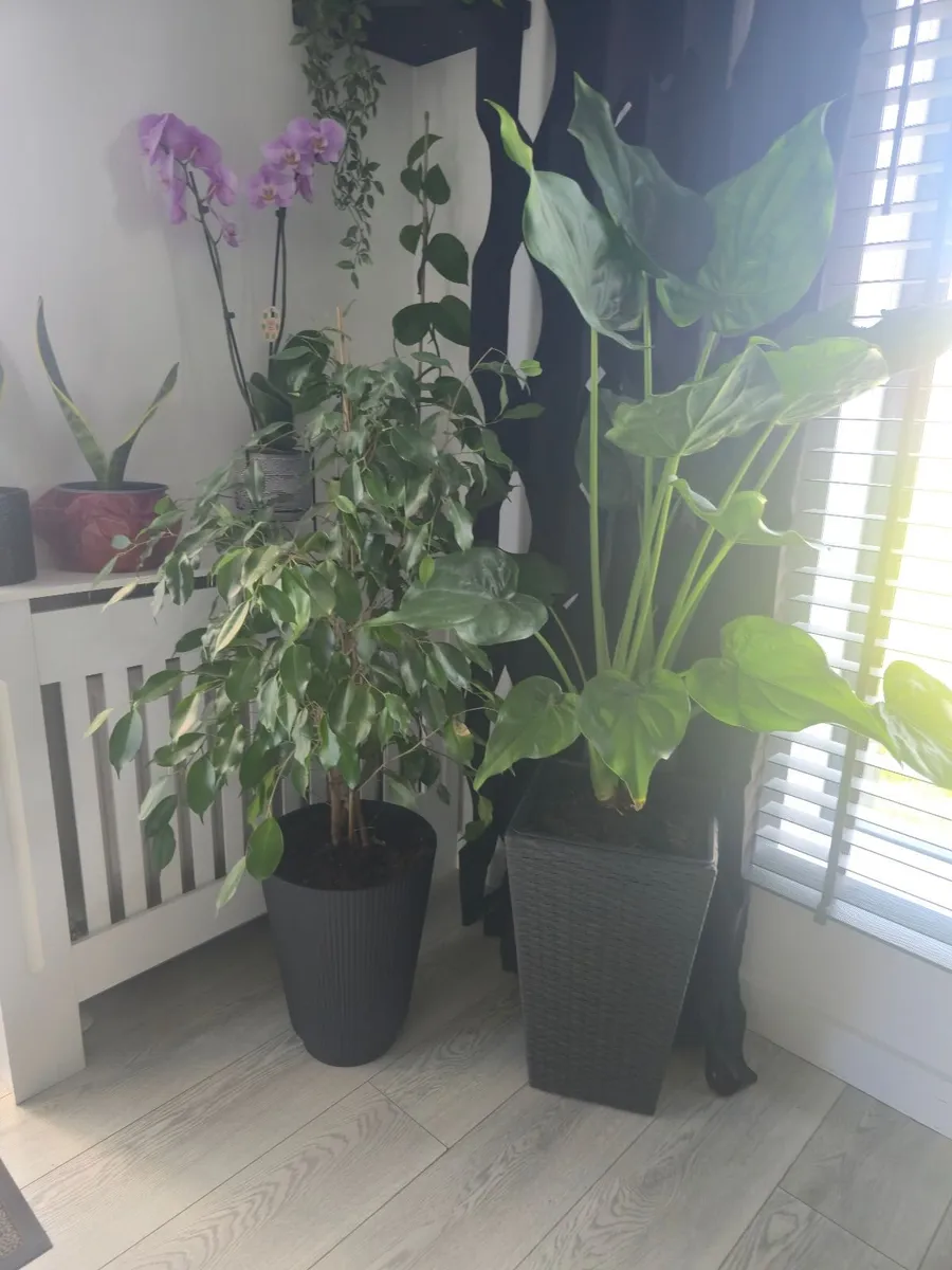 Flowers - Image 1