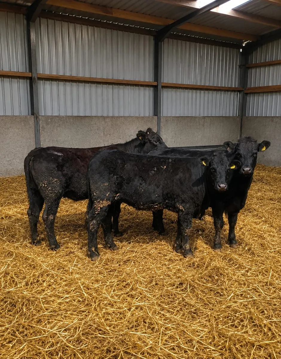 Breeding heifers - Image 1