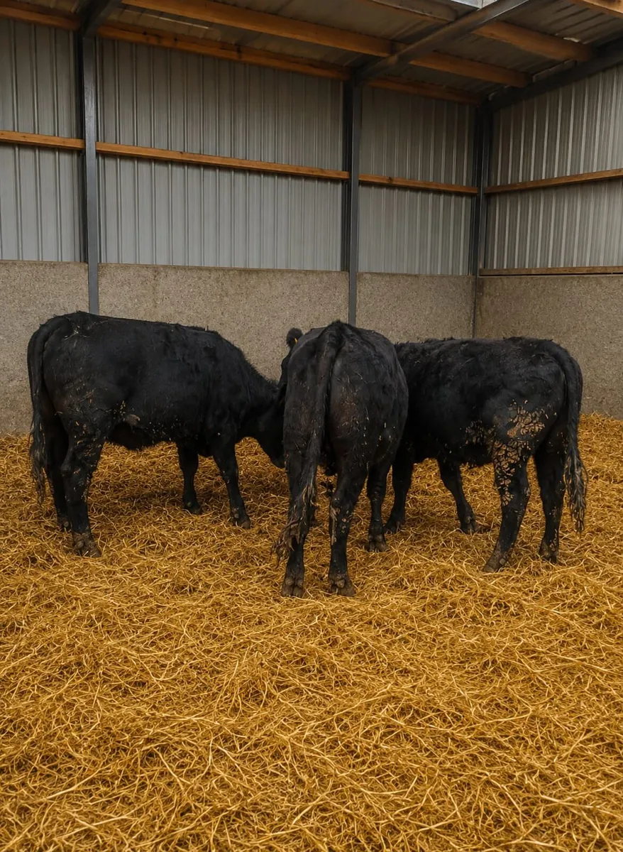 Breeding heifers - Image 3