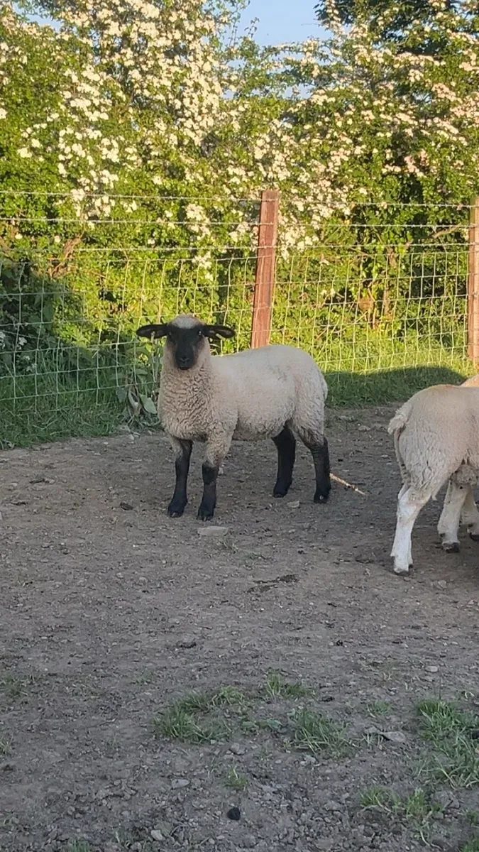 Sheep - Image 4